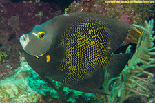 French angelfish